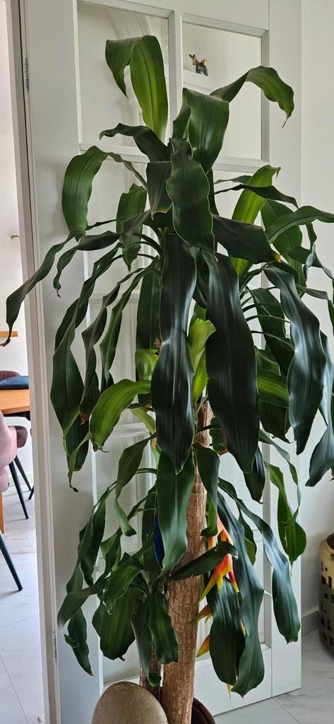 Grote, sterke kamerplant zoekt liefdevol nieuw huis, Huis en Inrichting, Kamerplanten, Ophalen