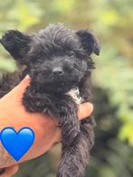 Pomapoo pups x toy poedle pom, Dieren en Toebehoren, Honden | Chihuahua's en Gezelschapshonden, Poedel, Rabiës (hondsdolheid)