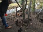 Fazanten te koopt, Dieren en Toebehoren, Vrouwelijk, Overige soorten