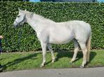 Lief weidemaatje/ stapritmaatje, Dieren en Toebehoren, Paarden, Merrie, 11 jaar of ouder, Gechipt, Recreatiepaard
