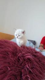 Britse korthaar kittens, Dieren en Toebehoren, Katten en Kittens | Raskatten | Langhaar, Meerdere dieren