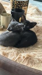 Peterbald poesje op zoek naar personeel, Dieren en Toebehoren, Katten en Kittens | Raskatten | Korthaar, Poes, Gechipt, 0 tot 2 jaar
