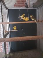 4   mooie   bonte   kanaries, Dieren en Toebehoren, Mannelijk, Kleurkanarie