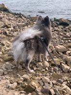 Dekreu NIET TE KOOP prachtige grijze merle kleur pomeriaan, Reu, 1 tot 2 jaar, Eén hond, Nederland