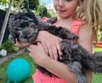 Mini merle labradoodle/poedel/doodle van 34 cm hoog, Dieren en Toebehoren, Overige rassen, CDV (hondenziekte), 8 tot 15 weken