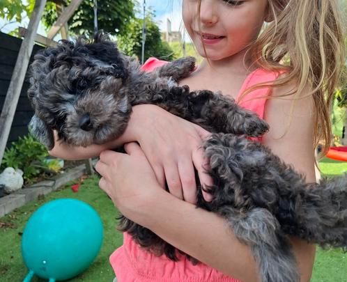 Mini merle labradoodle/poedel/doodle van 34 cm hoog, Dieren en Toebehoren, Honden | Chihuahua's en Gezelschapshonden, Meerdere dieren