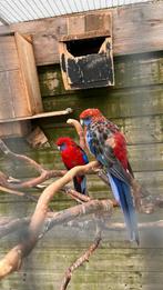 Pennant rosella, Dieren en Toebehoren, Vogels | Parkieten en Papegaaien, Meerdere dieren, Parkiet, Geringd