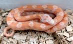 Korenslangen Opal hom/het hypo, Slang, 0 tot 2 jaar