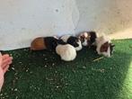 Jonge cavia's te koop, Dieren en Toebehoren, Knaagdieren, November, Meerdere dieren, Cavia