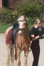 Zeer knappe duitse rijpony, Merrie, B, Gechipt, 3 tot 6 jaar
