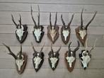 10 mooie ree geweien samen € 80 jacht mancave c49, Verzamelen, Dierenverzamelingen, Ophalen of Verzenden, Hert, Gewei of Kop