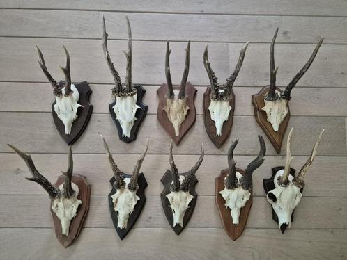 10 mooie ree geweien samen € 80 jacht mancave c49, Verzamelen, Dierenverzamelingen, Gewei of Kop, Hert, Ophalen of Verzenden