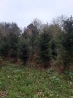 taxus, Ophalen, Taxus