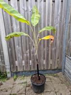 bananen planten, verschillende musa soorten, Tuin en Terras, Planten | Fruitbomen, Ophalen, Minder dan 100 cm, Overige soorten