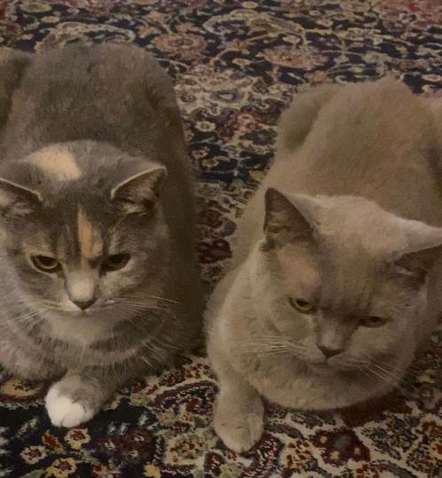 Lieve kittens te Koop – Britse Korthaar Mix (3 stuks), Dieren en Toebehoren, Katten en Kittens | Raskatten | Korthaar, Meerdere dieren