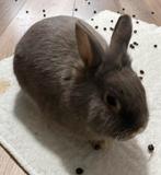 🐰 Lief konijn zoekt nieuw thuis, Dieren en Toebehoren, Konijnen, Mannelijk, Dwerg