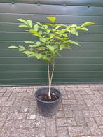 walnootboom, Ophalen, In pot, Overige soorten, Minder dan 100 cm