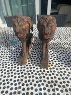 Houten Leeuwen Beelden Set, Ophalen of Verzenden