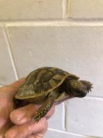 Te koop landschildpadjes, Dieren en Toebehoren, Reptielen en Amfibieën, Schildpad