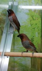 Muskaatvinken (2 mannen), Meerdere dieren