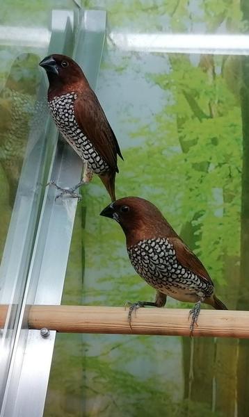 Muskaatvinken (2 mannen)  beschikbaar voor biedingen