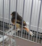mooie bonte kanarie mannen, Dieren en Toebehoren, Mannelijk, Kleurkanarie