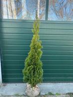 Thuja Smaragd 1.5-1.8m - Prachtige Zuilboom, Tuin en Terras, Bloeit niet, 100 tot 250 cm, Zuilboom, Ophalen