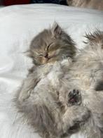 Kittens, Dieren en Toebehoren, Katten en Kittens | Raskatten | Korthaar, Kater, Ontwormd
