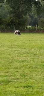 Bonte dekram, Dieren en Toebehoren, Schapen, Geiten en Varkens, Mannelijk, Schaap