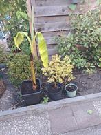 Bananen bomen, Ophalen, Lente