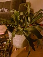 Hertshoornvaren zoekt tweede eigenaar in pot, Ophalen