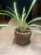 Prachtige Chlorophytum comosum oftewel (spider plant), Ophalen, Overige soorten, In pot, Minder dan 100 cm