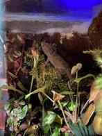 Egyptische muurgekko, Dieren en Toebehoren