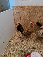 Hollandse kriel haan, Dieren en Toebehoren, Pluimvee, Mannelijk, Kip