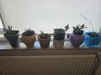 Planten incl pot, Kunststof, Rond, Ophalen of Verzenden, Zo goed als nieuw