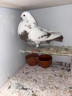 Oliebonte duif, Dieren en Toebehoren, Vogels | Duiven, Vrouwelijk, Kropper