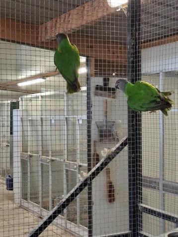 2 senegal papegaaien (bonte boeren) mannen beschikbaar voor biedingen