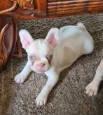 🥰 Super leuke gezonde franse bulldog pups, ouders gekeurd🥰, CDV (hondenziekte), 8 tot 15 weken, Bulldog, Meerdere