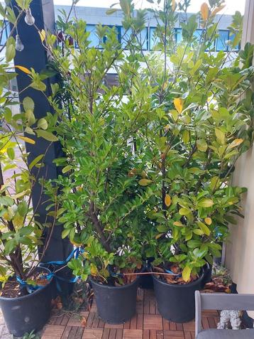 Mooie laurier bomen te koop beschikbaar voor biedingen