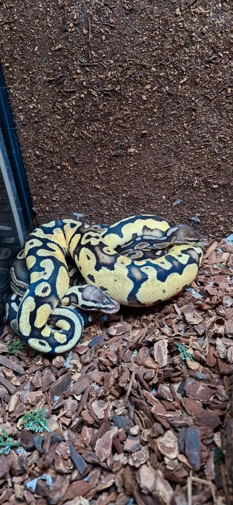 Koningspythons, Dieren en Toebehoren, Reptielen en Amfibieën, 0 tot 2 jaar
