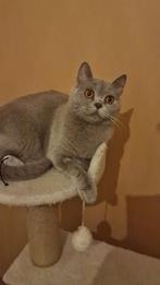 Onze mooie lieve poes Luna ( Lilac ), Dieren en Toebehoren, Katten en Kittens | Overige Katten, Poes, Kortharig, 0 tot 2 jaar