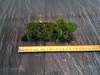 Stringy Moss, Ophalen of Verzenden, Zo goed als nieuw, Plant(en), Steen of Hout