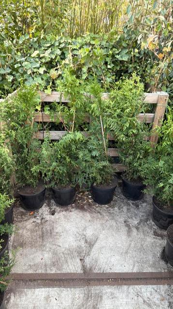 Tuja plicata of haag coniferen hoog 100cm in 5 ltr pot beschikbaar voor biedingen