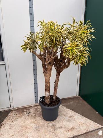 Dracena Song of India - 2 stammen, 160cm hoog beschikbaar voor biedingen