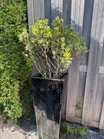 Bloempot / plantenbak met plant 2x, Tuin en Terras, Ophalen, Rond, Minder dan 60 cm