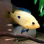 Schitterende Zuid Amerikaanse cichliden, Vis, Zoetwatervis