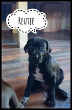 Mooie kruising pups, Dieren en Toebehoren, Honden | Niet-rashonden, Particulier, Rabiës (hondsdolheid), 8 tot 15 weken, Buitenland