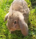Te koop Nederlandse dwerg hangoor rammetje, Dieren en Toebehoren, Mannelijk, Dwerg, Hangoor