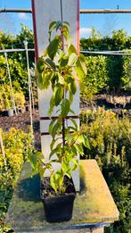 Portugese laurier in potten, Tuin en Terras, Planten | Bomen, Bloeit niet, Halfschaduw, Overige soorten, Minder dan 100 cm