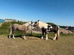 Gezocht stalling voor 2 paarden en een pony, Stalling